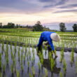 Soil organic nitrogen identified as main source of dinitrogen loss in flooded rice
