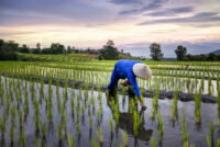 Soil organic nitrogen identified as main source of dinitrogen loss in flooded rice