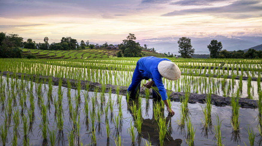 Soil organic nitrogen identified as main source of dinitrogen loss in flooded rice