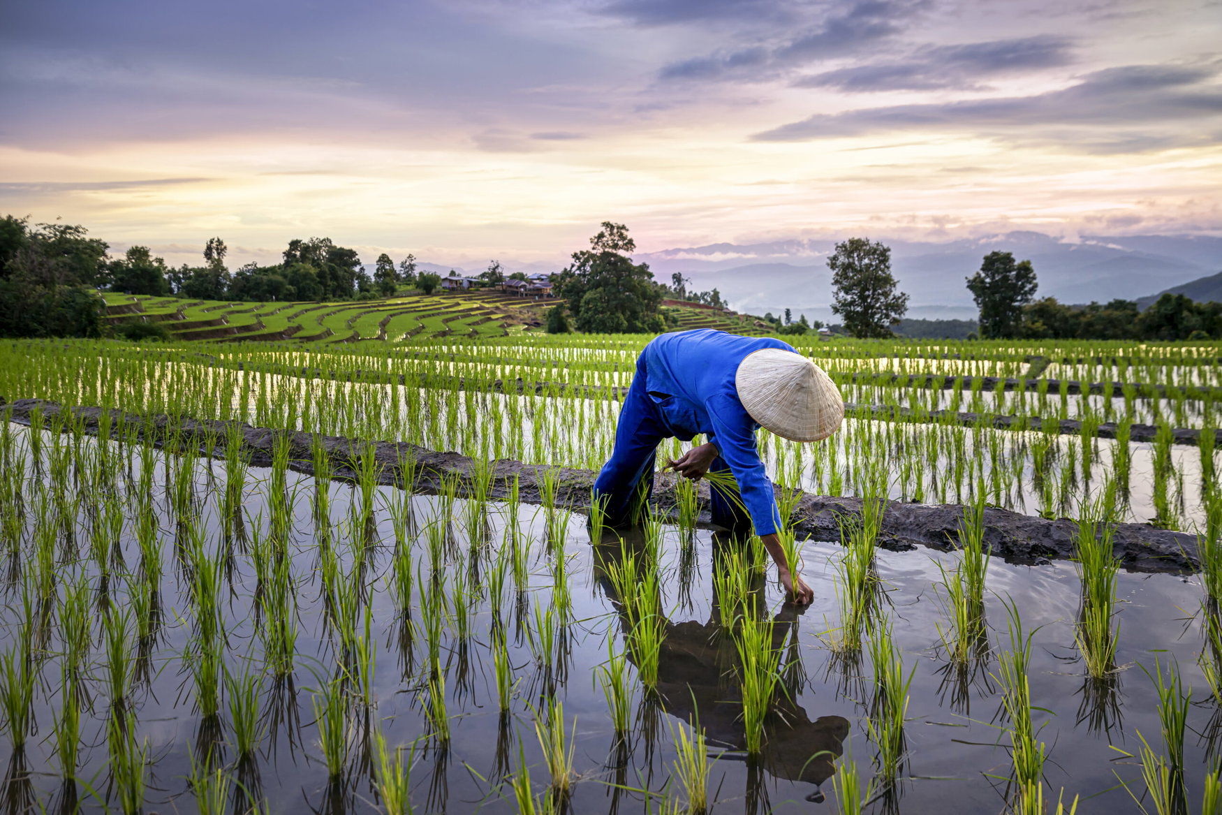 Soil organic nitrogen identified as main source of dinitrogen loss in flooded rice