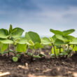 UWA study finds partial shift to organic inputs can reduce synthetic nitrogen use without yield loss