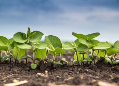 UWA study finds partial shift to organic inputs can reduce synthetic nitrogen use without yield loss