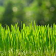 Wheat root compounds shown to suppress soil microbes and cut nitrogen loss