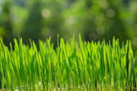 Wheat root compounds shown to suppress soil microbes and cut nitrogen loss