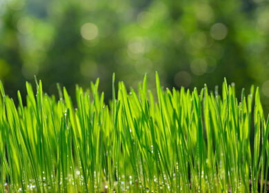 Wheat root compounds shown to suppress soil microbes and cut nitrogen loss