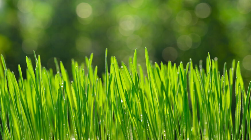 Wheat root compounds shown to suppress soil microbes and cut nitrogen loss