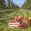 Martinelli’s contract cuts force California apple growers to remove apple orchards