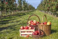 Martinelli’s contract cuts force California apple growers to remove apple orchards