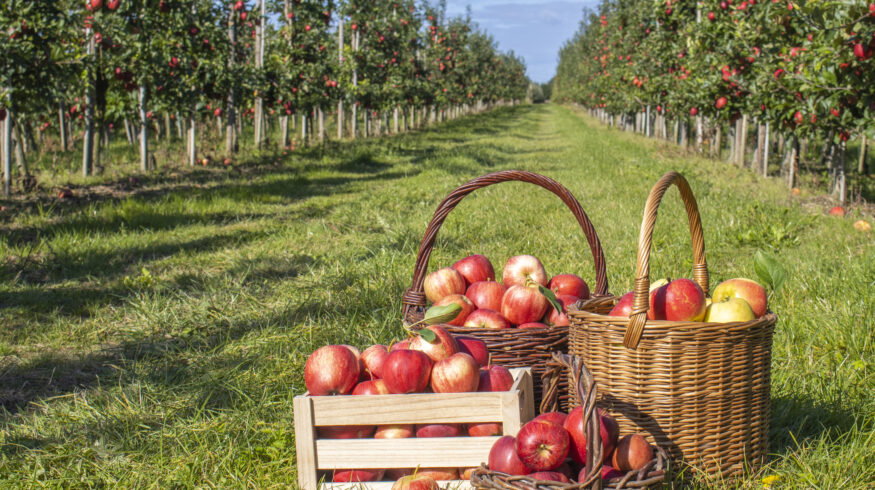 Martinelli’s contract cuts force California apple growers to remove apple orchards
