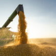 Spain’s grain harvest set to fall as rain and heat hit yields