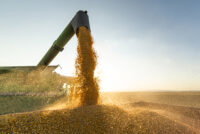 Spain’s grain harvest set to fall as rain and heat hit yields