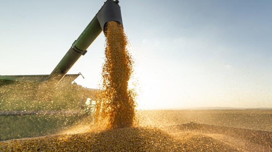 Spain’s grain harvest set to fall as rain and heat hit yields