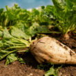 UK sugar beet growers win emergency pesticide approval as virus yellows threat intensifies