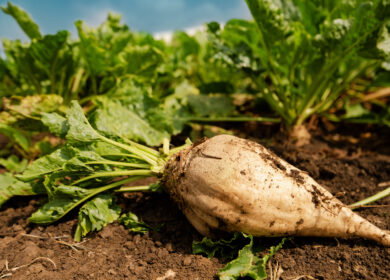 UK sugar beet growers win emergency pesticide approval as virus yellows threat intensifies
