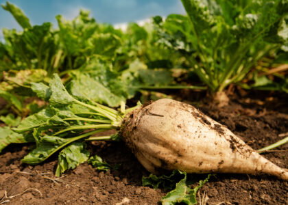 UK sugar beet growers win emergency pesticide approval as virus yellows threat intensifies