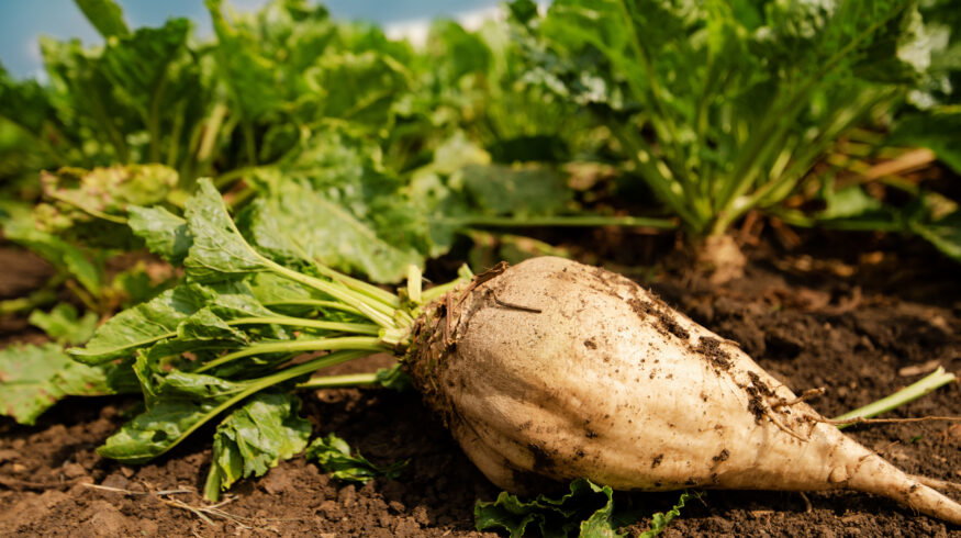 UK sugar beet growers win emergency pesticide approval as virus yellows threat intensifies