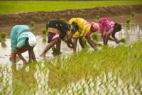 India’s fertilizer subsidy burden grows as import costs hit multi-year highs