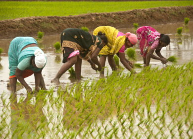India’s fertilizer subsidy burden grows as import costs hit multi-year highs