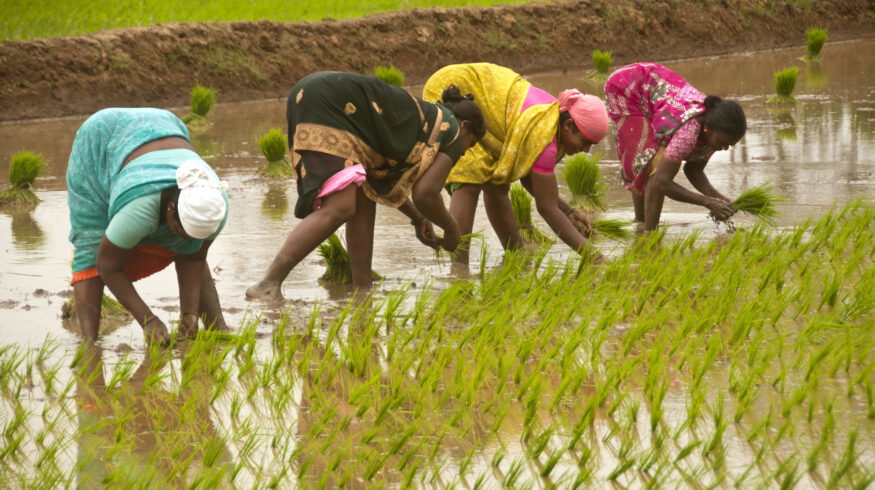 India’s fertilizer subsidy burden grows as import costs hit multi-year highs