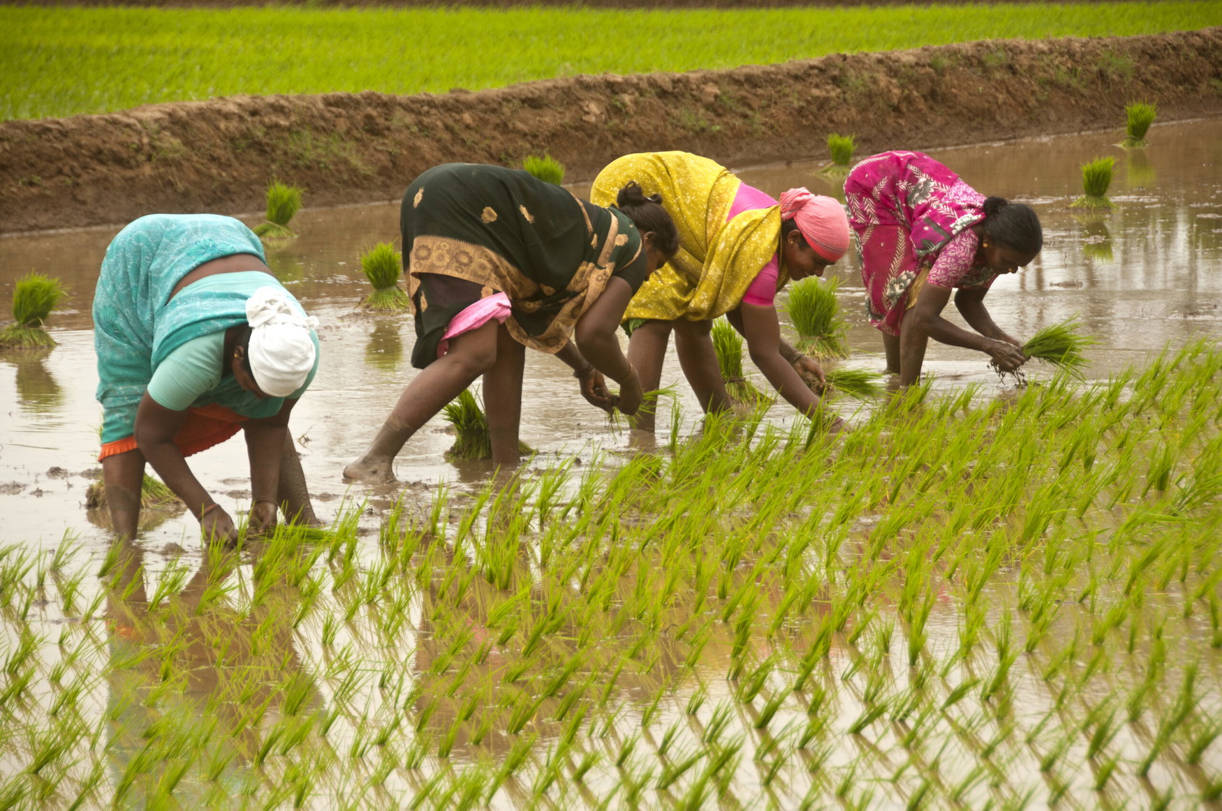 India’s fertilizer subsidy burden grows as import costs hit multi-year highs
