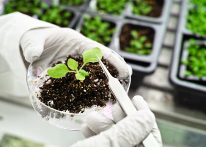 Scientists believe chloroplast genome editing enhances photosynthesis and plant growth