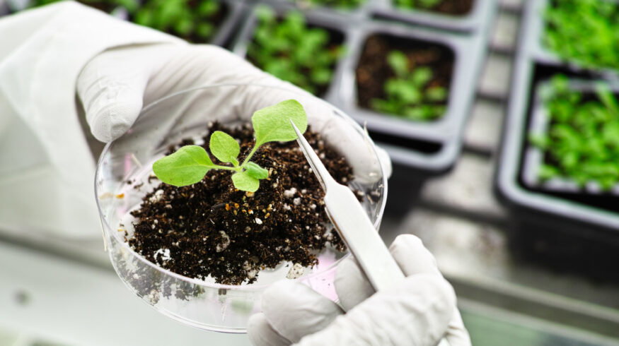 Scientists believe chloroplast genome editing enhances photosynthesis and plant growth