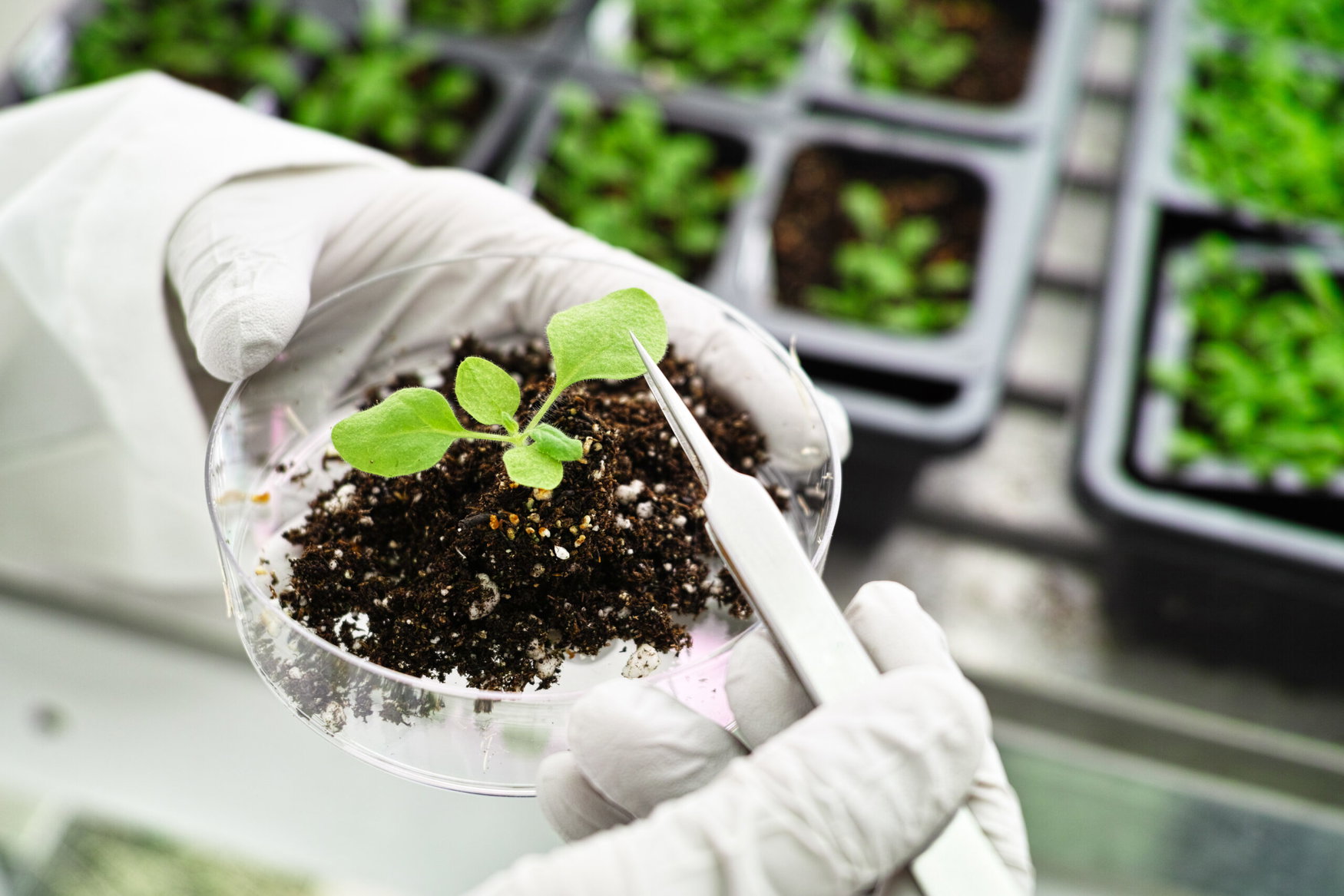 Scientists believe chloroplast genome editing enhances photosynthesis and plant growth