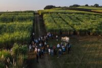 SAI Platform launches regenerative agriculture program to standardize adoption across global supply chains