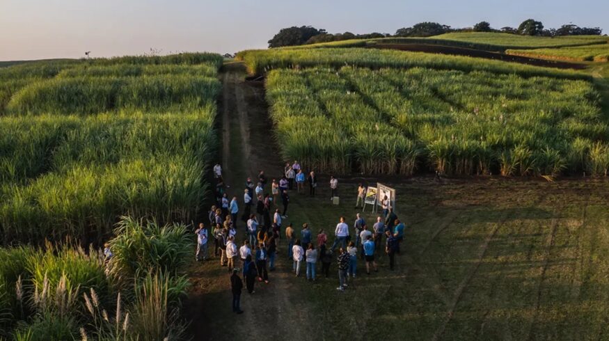 SAI Platform launches regenerative agriculture program to standardize adoption across global supply chains