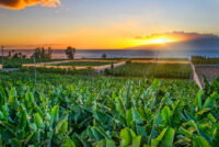 Embrapa and Bayer unveil simplified soil carbon model for tropical farms