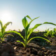 Crop growth narrows herbicide application window for corn and soybeans