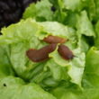 Farmers help develop next-generation slug prediction tool