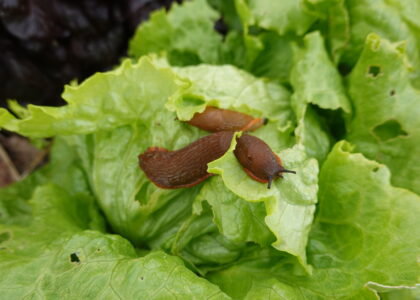 Farmers help develop next-generation slug prediction tool