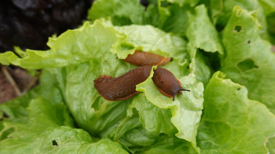 Farmers help develop next-generation slug prediction tool
