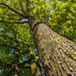 Oak trees found to help competing plant species coexist by reshaping soil ecosystems