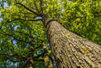 Oak trees found to help competing plant species coexist by reshaping soil ecosystems