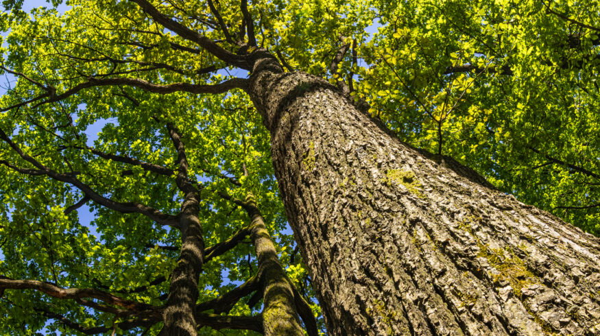 Oak trees found to help competing plant species coexist by reshaping soil ecosystems