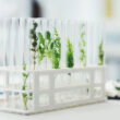 Scientists from Washington State University transferred nitrogen-fixing gene cluster into non-fixing bacteria