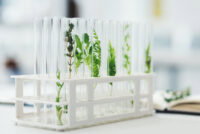 Scientists from Washington State University transferred nitrogen-fixing gene cluster into non-fixing bacteria