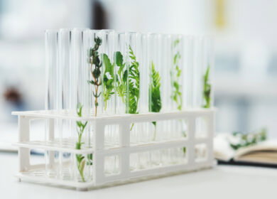 Scientists from Washington State University transferred nitrogen-fixing gene cluster into non-fixing bacteria