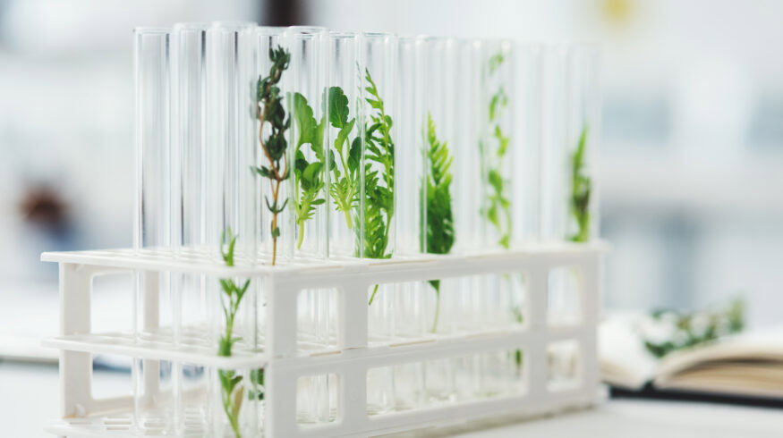 Scientists from Washington State University transferred  nitrogen-fixing gene cluster into non-fixing bacteria