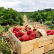 El Niño threat raises disease concerns for Florida’s $500 million strawberry industry