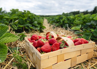 El Niño threat raises disease concerns for Florida’s $500 million strawberry industry