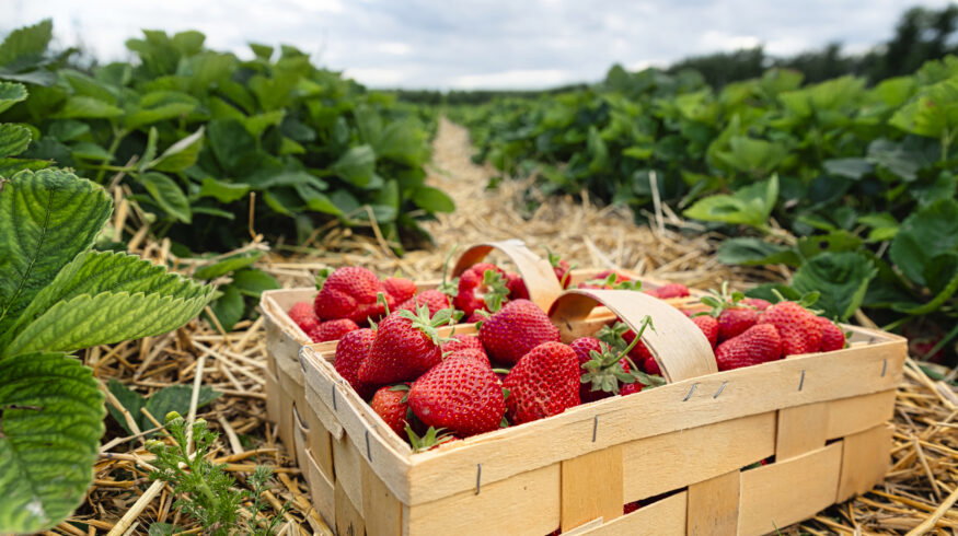 El Niño threat raises disease concerns for Florida’s $500 million strawberry industry