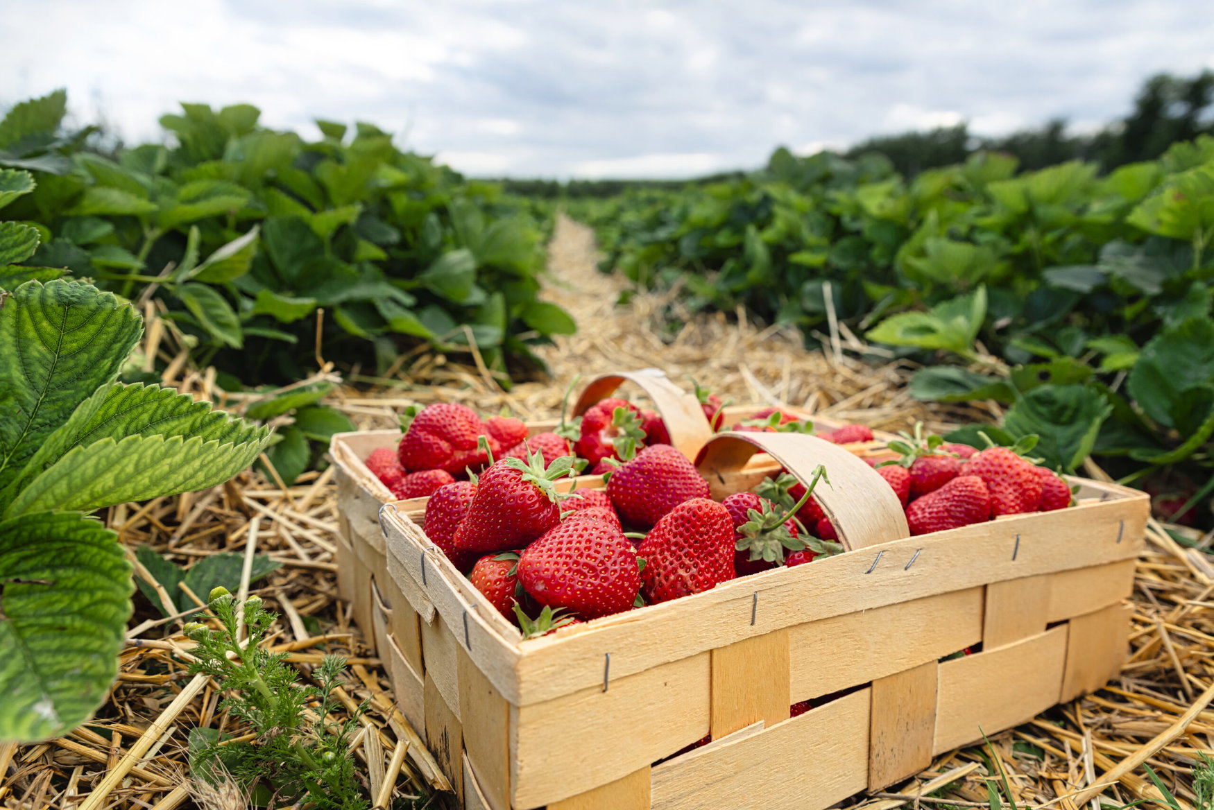 El Niño threat raises disease concerns for Florida’s $500 million strawberry industry