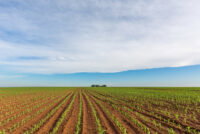 Mozambique, Zambia and Uganda widen fertilizer-access programs as Gulf tensions lift prices