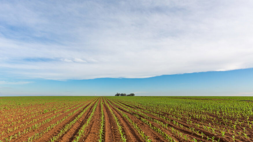 Mozambique, Zambia and Uganda widen fertilizer-access programs as Gulf tensions lift prices