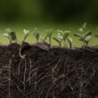 Researchers chart a roadmap to a bio-solar nitrogen economy that could cut synthetic fertilizer demand