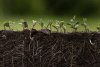 Researchers chart a roadmap to a bio-solar nitrogen economy that could cut synthetic fertilizer demand