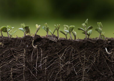 Researchers chart a roadmap to a bio-solar nitrogen economy that could cut synthetic fertilizer demand